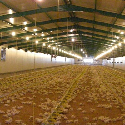 Εσωτερική άποψη πτηνοτροφικής μονάδας